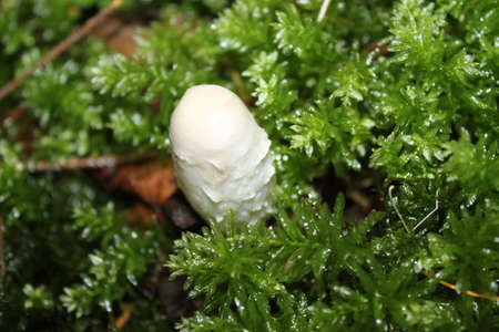 lawyer's wig  in the forest