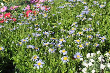 blue daisy in the gardenの写真素材