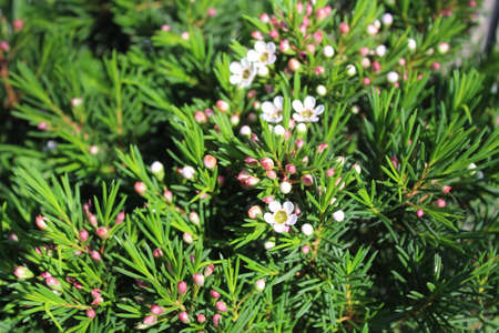 blossoming wax flower in the gardenの写真素材