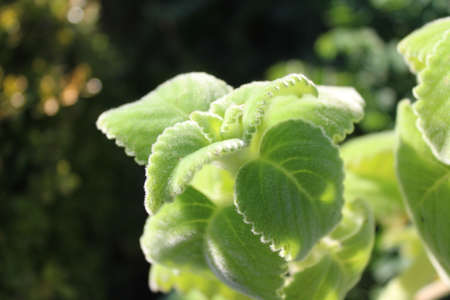 Close up of a green plant in a garden. Selective focus.