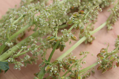 rhubarb blossoms and rhubarb seeds