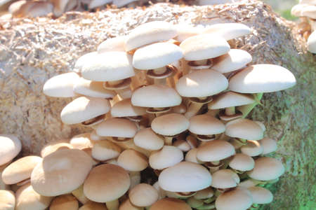 pioppino mushroom in the gardenの写真素材