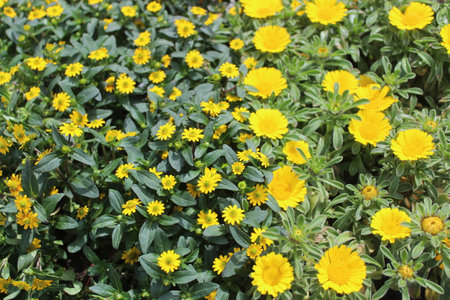 mexican creeping zinnia in the gardenの写真素材