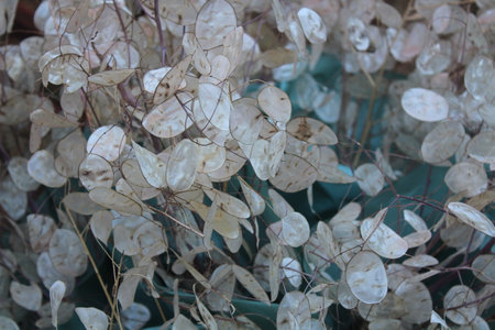 annual honesty in the garden