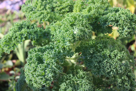 Kale in the vegetable garden, closeup of green curly kaleの写真素材