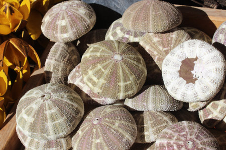 urchins in a basket in the garden