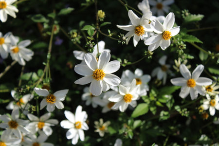 White flowers on a background of green grass in the garden in summerの写真素材