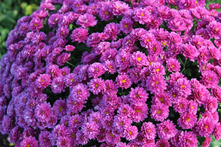 Purple chrysanthemum flowers blooming in the gardenの写真素材