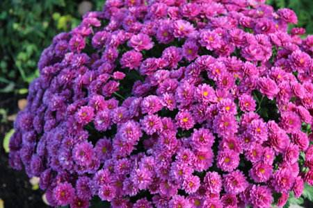 Purple chrysanthemum flowers in the garden, stock photoの写真素材