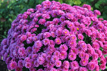 Purple chrysanthemum flowers in the garden, Thailand.の写真素材