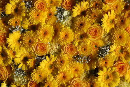 Flower background of yellow and orange chrysanthemums.の写真素材