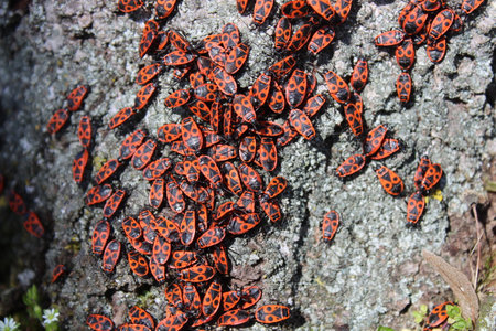 many fire bugs on a tree