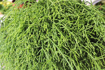 Close-up of fresh green Asparagus officinalis plantの写真素材