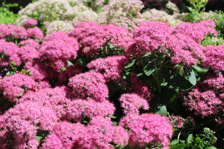 Sedum spectabilis is a species of flowering plant in the genus Sedum.