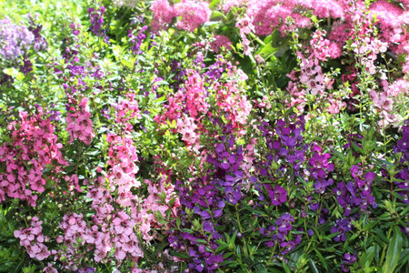 Flowerbed with pink and purple phlox flowers in the gardenの写真素材