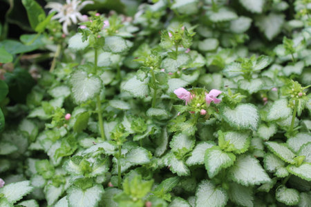 Lamium purpureum (Lamium purpureum)の写真素材