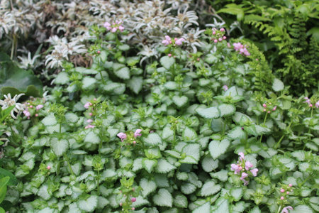 Lamium purpureum, Lamium purpureum, ornamental plantの写真素材