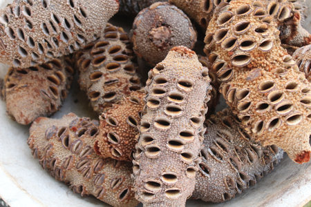 Banksia grandis in the gardenの写真素材