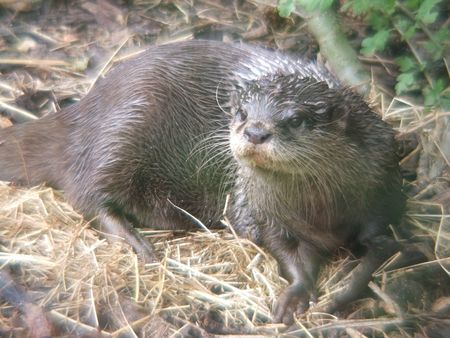 Wet Otterの写真素材