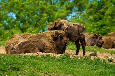 A herd of buffaloes relaxing in the sunshineの写真素材
