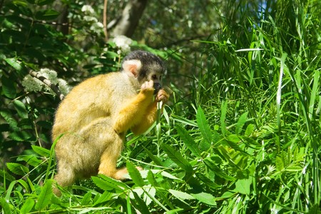 An orange squirrel monkey chewing on a leaf