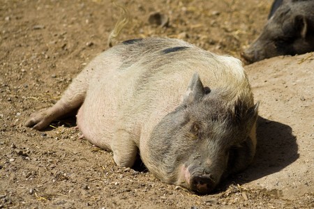 A little pig has fallen asleep in the sunshineの写真素材