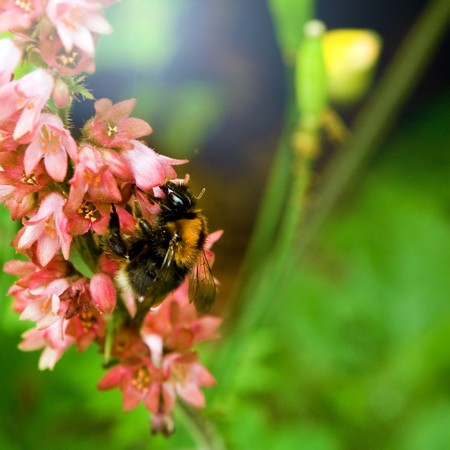 A fat little bumblebee sucking nektar from a flower