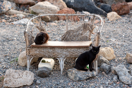 Cats sitting on a wicker chair on a rocky beach.の写真素材