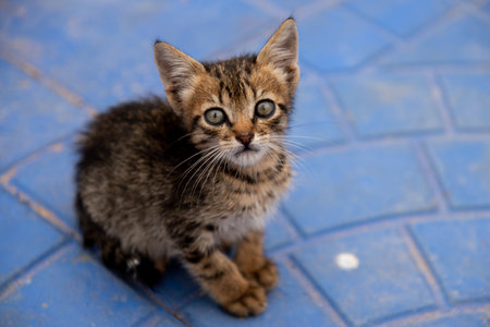 Cute little kitten sitting on the floor. Select focus.の写真素材