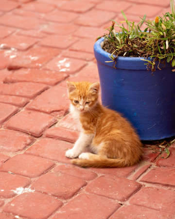 ginger cat sitting in a blue flowerpot on the pavement.の写真素材