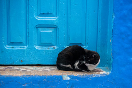 A black and white cat is sitting on a blue door in Chefchaouen, Morocco.の写真素材