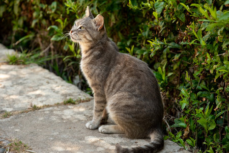 Domestic cat sitting on a stone path in the garden. Animal portrait.