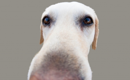 Labrador noseの写真素材