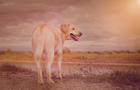 labrador at the sea