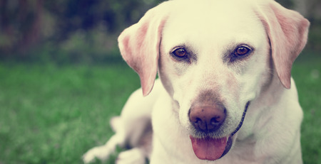 lovely labrador dog