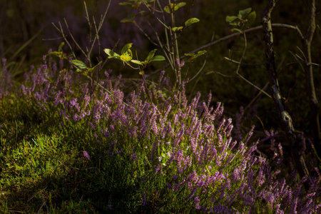 colorful heather in the sunshine.の写真素材