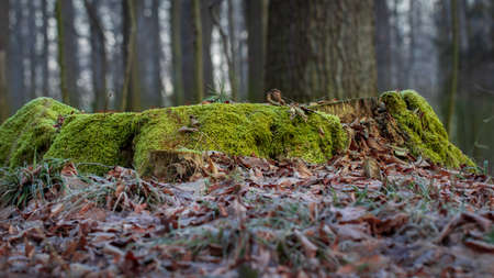 forest trunk covered with green moss.の写真素材