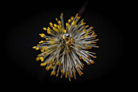 flower of a willow in close-up over a black backgroundの写真素材