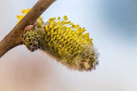 flower of a willow in close-up on a light backgroundの写真素材