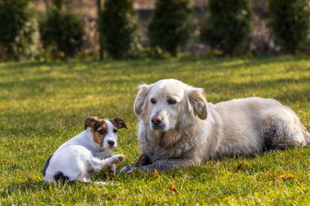 golden retriever and jack russell terrier playing in the grass