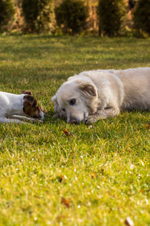 jack russell terrier and golden retriever having fun together in the grassの写真素材