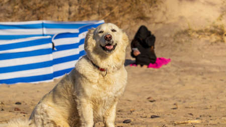 A cheerful golden retriever dog on the beach at the Polish seaside