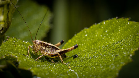 A grasshopper on a green dewy leaf in macro close-up