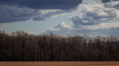 spring view of the forest on a cloudy day in poland