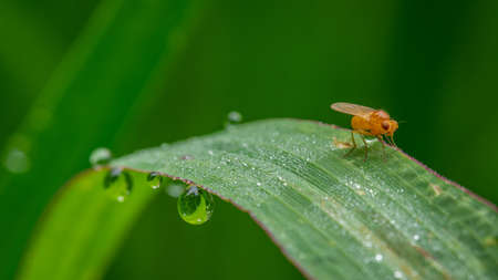 morning dew and fly on a green corn leafの写真素材