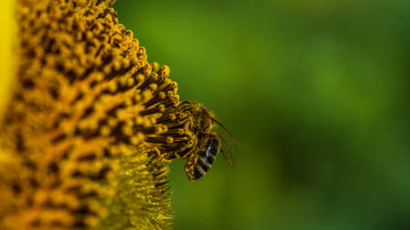 forest bee collecting nectar on a sunflower flower