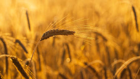 the ear of the wheat field bathed in the morning sun in a macro close-upの写真素材