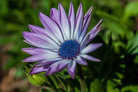 flower in my garden illuminated by natural sunlightの写真素材