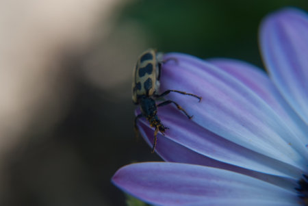ladybug getting off a flower in my garden