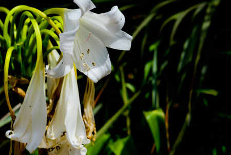 white springtime flowers in natureの写真素材